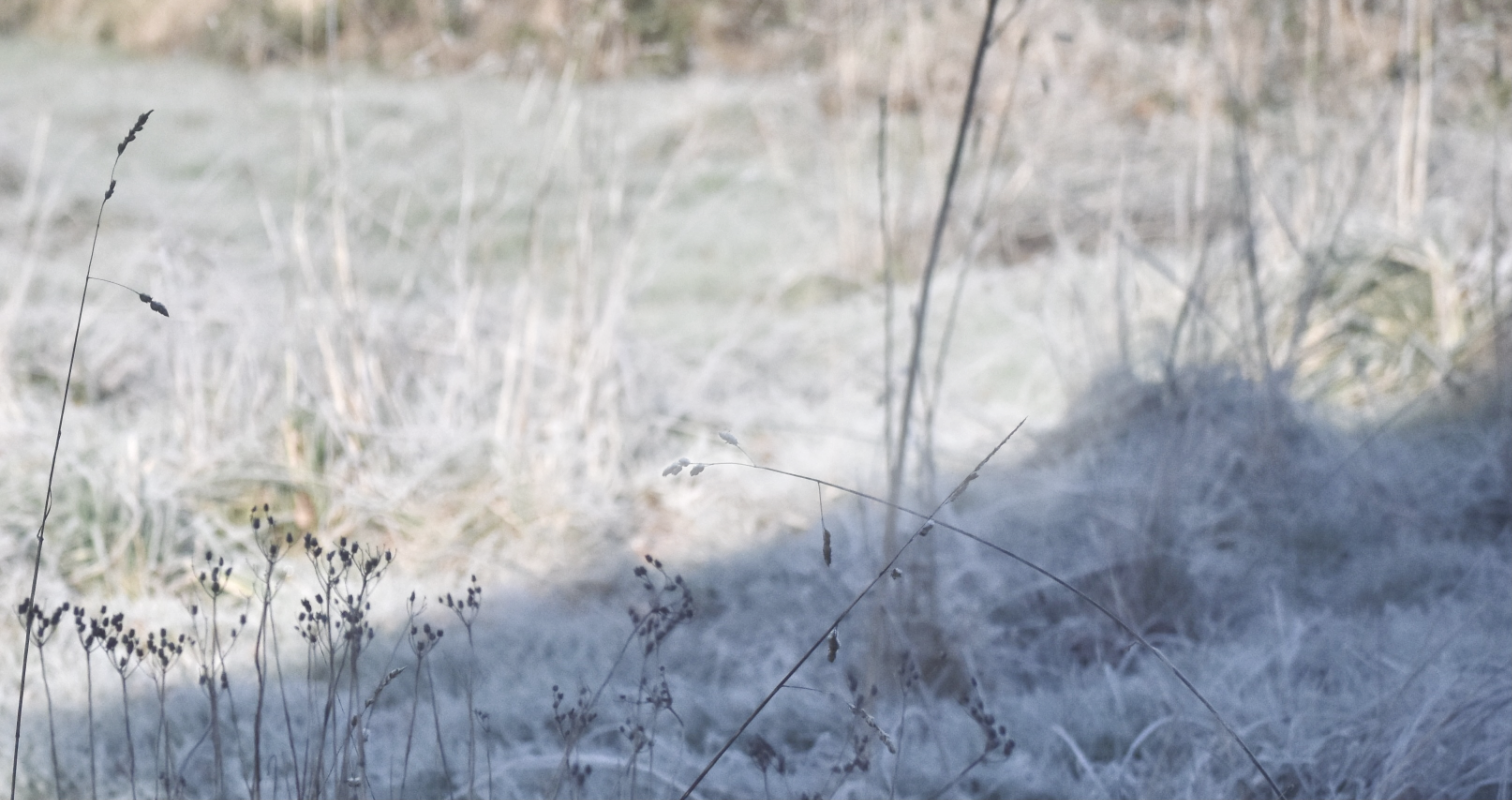 The masked owl's chronicles